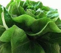 зелёные листовые овощи полезны для здоровья