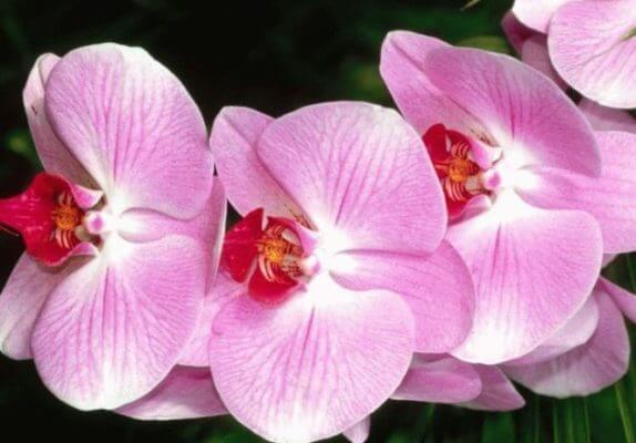 Уход за орхидеями Фаленопсис